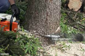 Lawn Pest Prevention in Theresa, WI