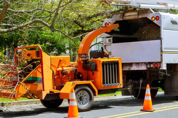 Best Tree Disease Treatment  in Theresa, WI