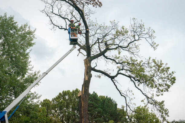 Best Utility Line Clearance  in Theresa, WI