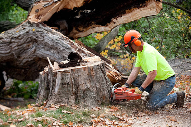 Organic Lawn Care Solutions in Theresa, WI