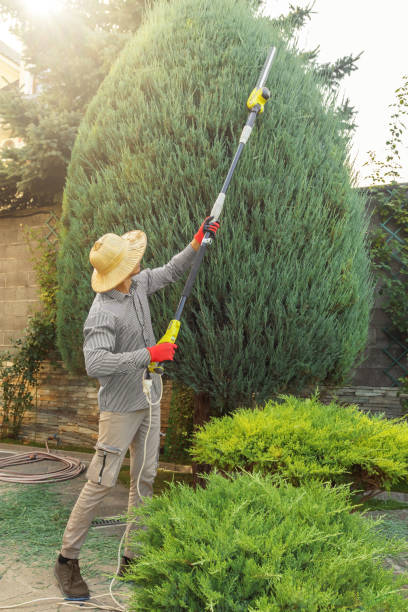 How Our Tree Care Process Works  in  Theresa, WI